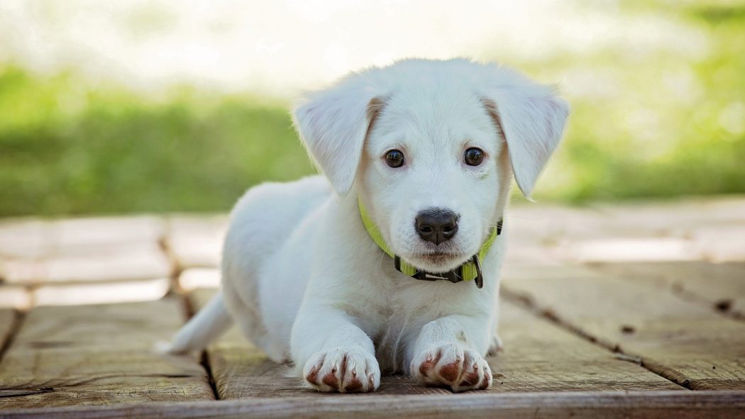 Bijoux personnalisés : une façon élégante de préserver les souvenirs de vos animaux de compagnie