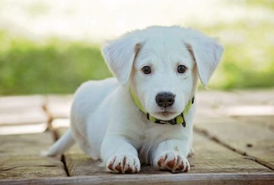 Bijoux personnalisés : une façon élégante de préserver les souvenirs de vos animaux de compagnie